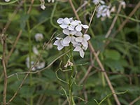 Weiße Garten-Nachtviole